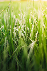 green grass with dew drops