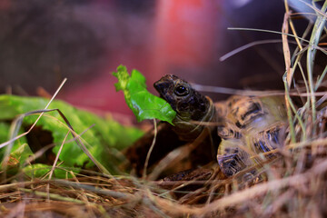 Tortoise sits in the straw and eats green lettuce