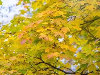 Maple branches with yellow leaves in autumn, in the light of sunset.