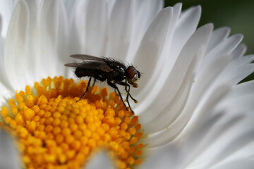 Fly on flower with head and pawas in pollen