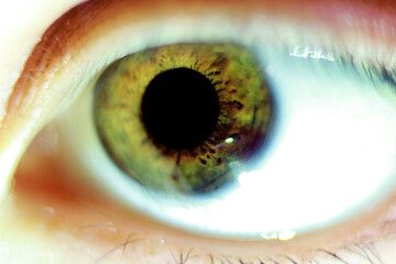 Hazel eye of the person