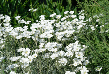 Cerastium is a genus of annual, winter annual, or perennial plants belonging to the family Caryophyllaceae. They are commonly called mouse-ear chickweed.
