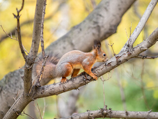 Naklejka na ściany i meble Squirrel in Autumn sits on a branch