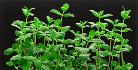 Fresh mint leaf green herb ingredient for mojito drink isolated on black background.