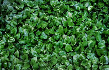 green ivy leaf for nature background