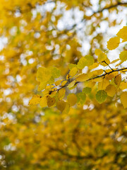 Obraz premium Aspen branches with yellow leaves in autumn