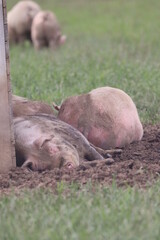 couple of pigs in green grass, Outdoor, Farm Germany 