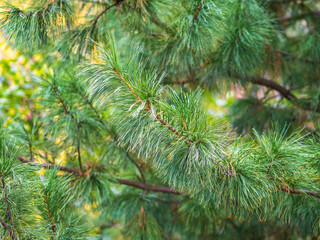 Cedar branches with long fluffy needles with a beautiful blurry background.