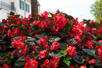 Fototapeta na wymiar splendidi fiori rossi in primavera
