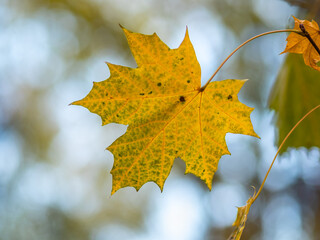 Maple branches with yellow leaves in autumn, in the light of sunset.