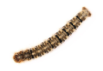 Oak Eggar caterpillar, Lasiocampa quercus isolated on white background, top view