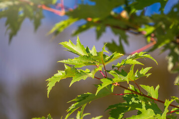 Maple branches with green and yellow leaves in autumn, in the light of sunset.