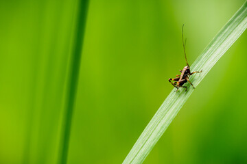 Gemeine Strauchschrecke - Dark bush-cricket