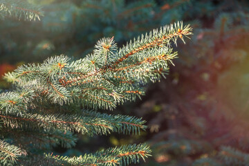 Background of green spruce branches in sunset light