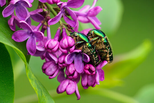Rose Chafers - Goldgl&auml;nzende Rosenk&auml;fer