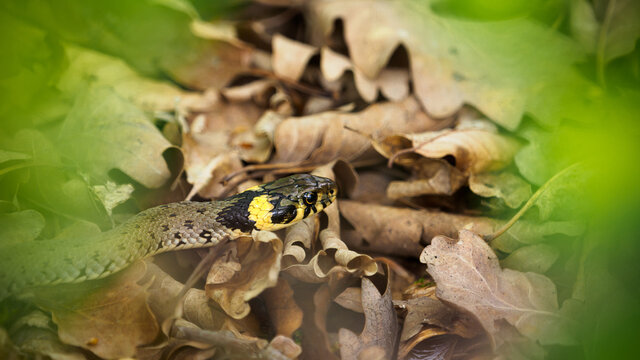 Ringelnatter - Grass snake