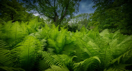 old forest with big old trees and green fern