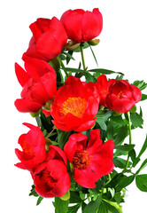 Red Wild peonies  ,flower of the wild growing Paeonia tenuifolia,.macro, selective focus.