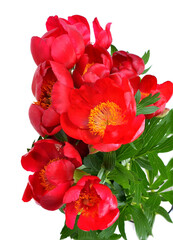 Red Wild peonies  ,flower of the wild growing Paeonia tenuifolia,.macro, selective focus.