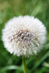 white ball of fluffy dandelion among green foliage