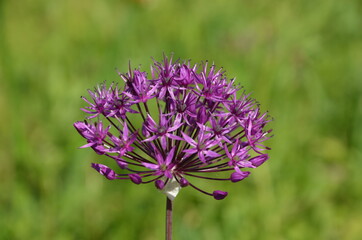 blooming onion on the field, purple onion on a green background
