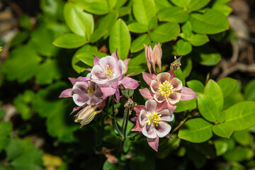 Obraz premium Spring time for blooming flowers in the garden.