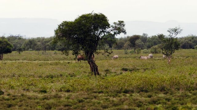 A large black rhinoceros (Diceros bicornis) is walking around in the african heat with Kenyan Crown-Crane (Balearica regulorum) sitting on his back. African Buffalos graze in the foreground.