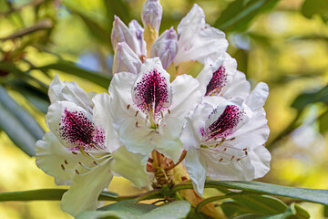 Rhododendron-Blüte