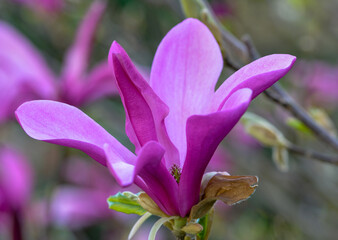 Magnolia