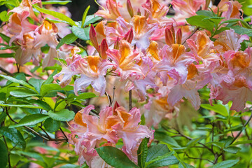 Blühender Rhododendron
