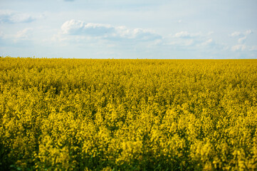 Obraz premium The agricultural field is sown with rapeseed. Yellow field and blue sky