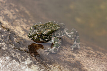 European green toad, Bufo viridis, in the water.