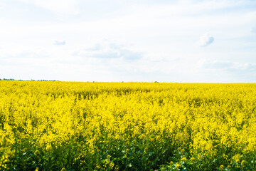 The agricultural field is sown with rapeseed. Yellow field and blue sky