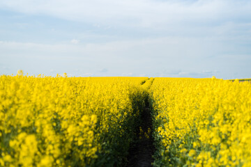 Fototapeta premium The agricultural field is sown with rapeseed. Yellow field and blue sky