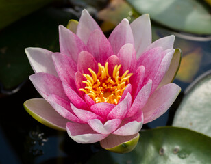 Pink water lily in the pond. Nymphaea pubescens close up. Macro. Selective focus.