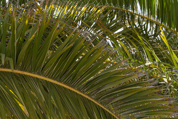 Obraz na płótnie Canvas Green Tropical Palm Leaf With Sunlight Background. Close-up view.Palm leaves texture. Green background.