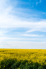 Beautiful landscape of blue sky over agricultural field