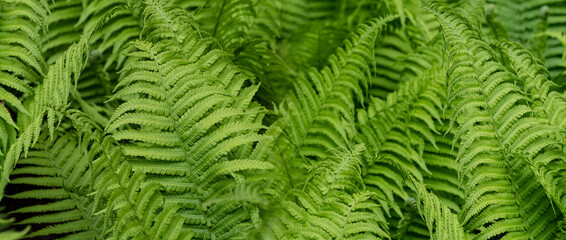 green fern leaves in the forest