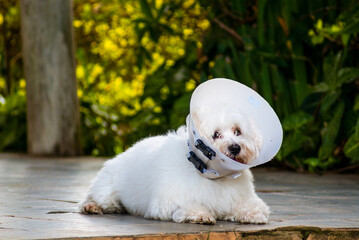 White dog with Elizabethan collar