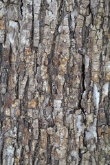 The texture of the bark of a tree with a vertical pattern.
