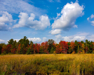 Fototapeta premium autumn landscape with trees and sky