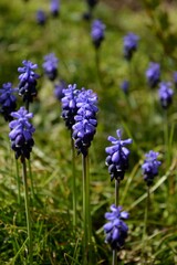 purple flowers in the meadow