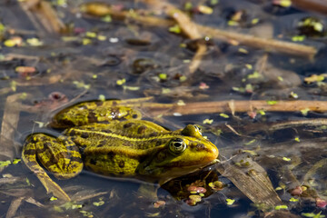 Green frog basking in water