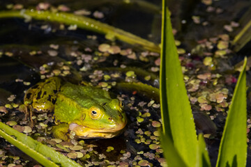 European green frog in water