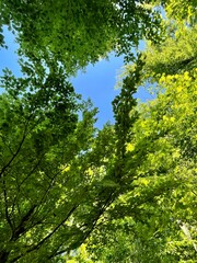 Fototapeta premium Grüne Blätter im Wald 