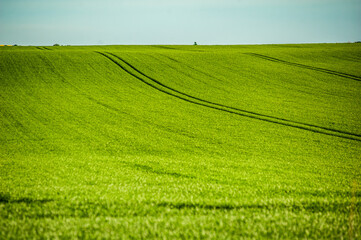 Green agriculture field with young rye. 
