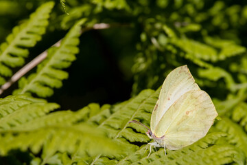 White butterfly on green fern