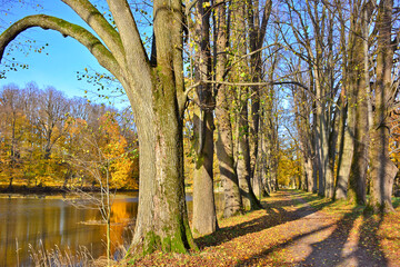 Avenue of trees at the park in autumn sunny day
