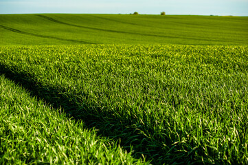 Agricultural green field with rye, wheat, cereals. Sunny day