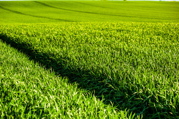 Obraz premium Green agriculture field with young rye. 